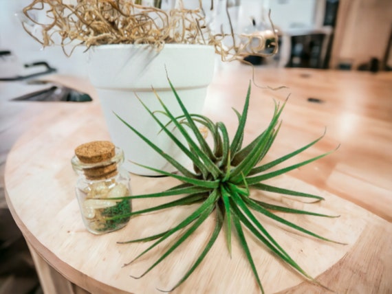 Air Plant with Citrine Crystals on Small White Planter, Positive Energy Zen Plant Kit, Live Plant Decor, Mindfulness Gift, Easy Care Plant
