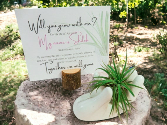 Ionantha Guatemala Air Plant on Ceramic Hand Dish, Easy Care Live Plants, Balancing Energy Plant Display, Shiloh Adoption Card Name Meaning
