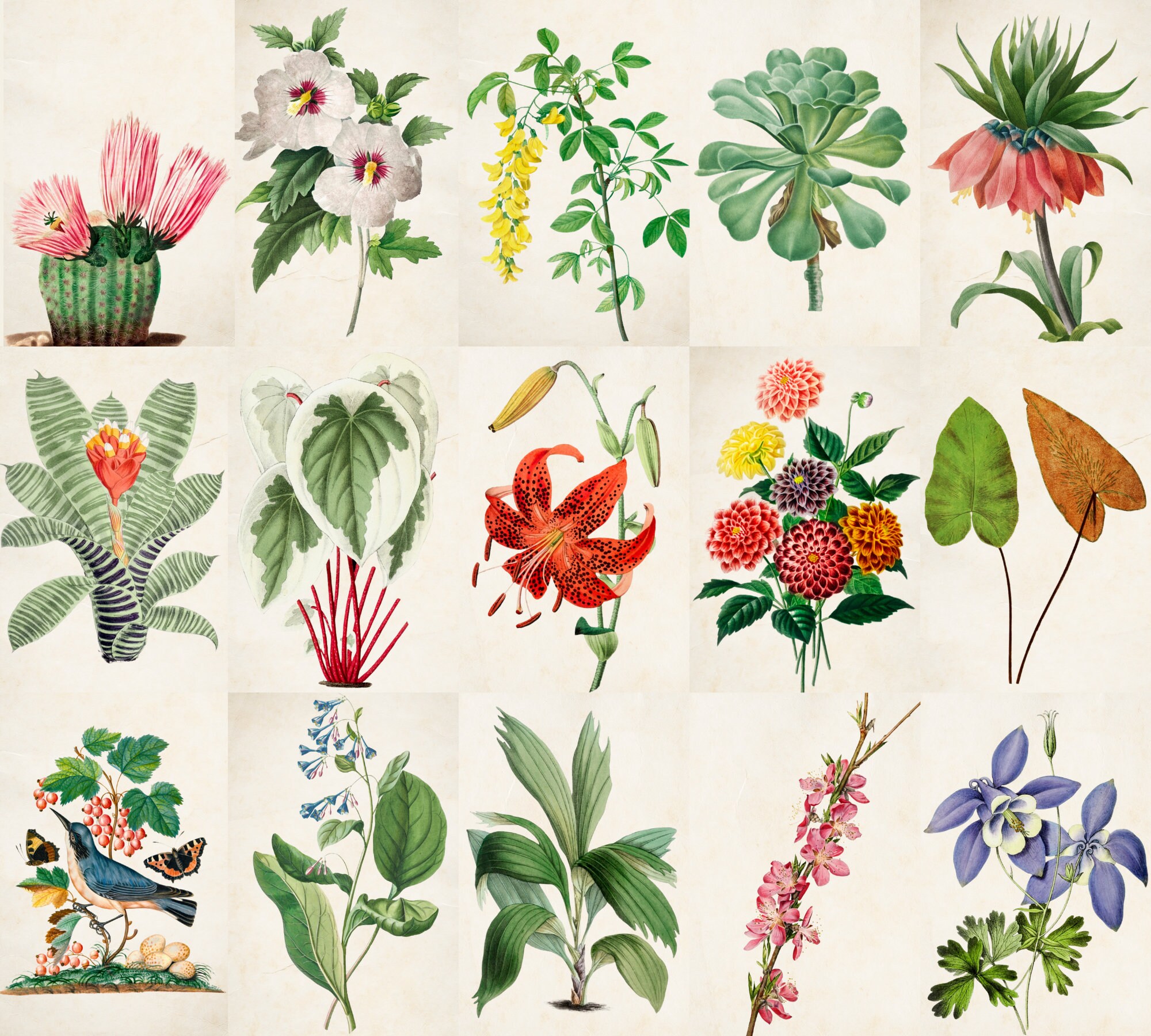 Vintage Botanical Wall Collage Kit Cottagecore Decor Indie Room Decor