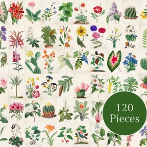 Vintage Botanical Wall Collage Kit | Cottagecore Decor | Indie Room Decor | Boho Wall Art Collage Kit
