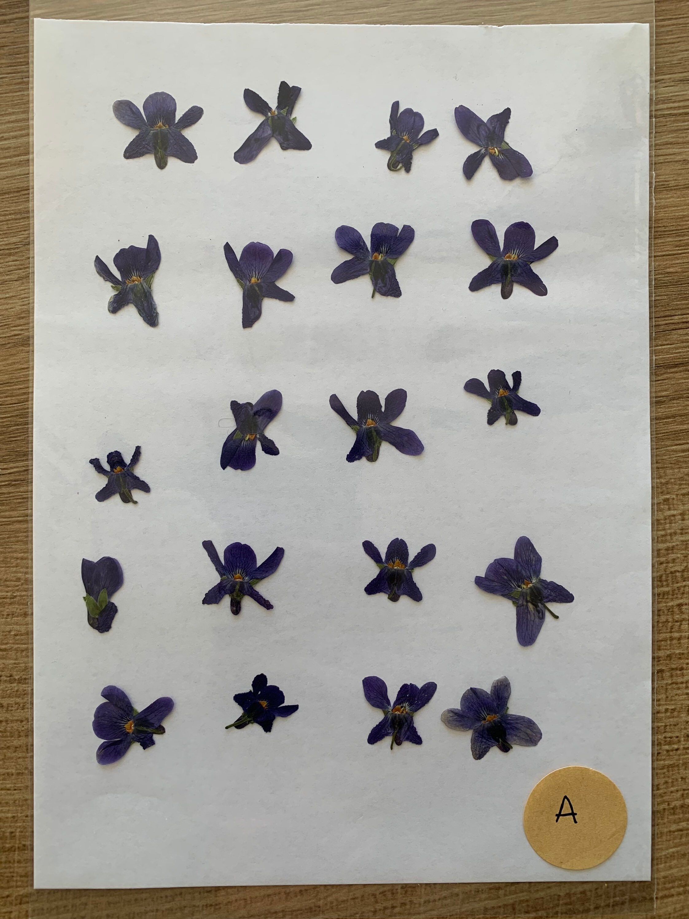 Violettes Séchées Fleurs Pressées - Fleurs Séchées