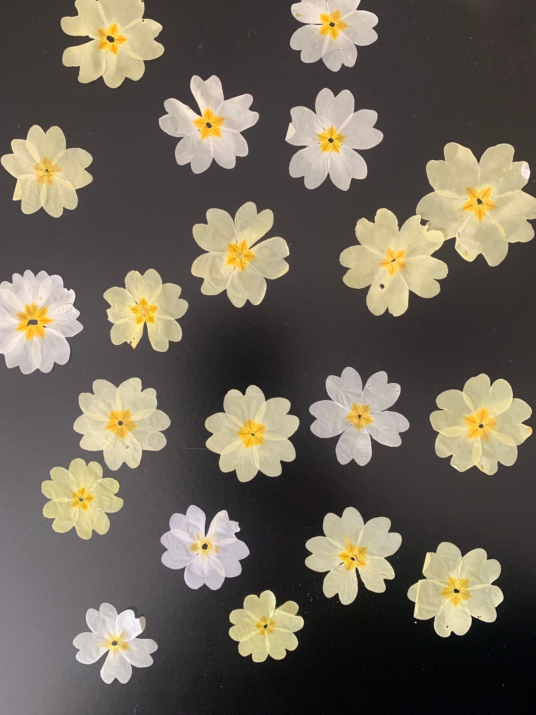 Fleurs Pressées - Fleurs Séchées