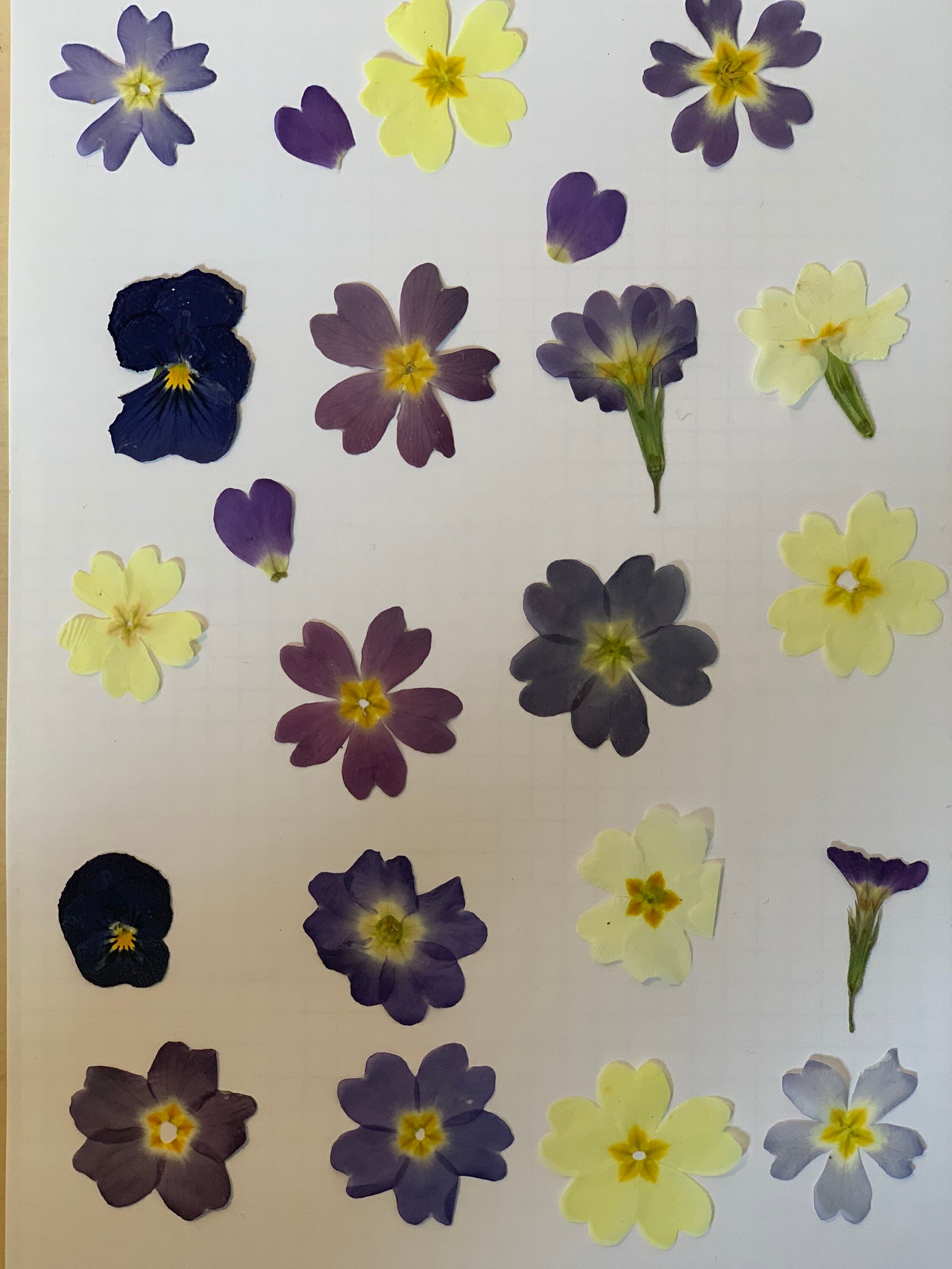 Fleurs Pressées - Fleurs Séchées