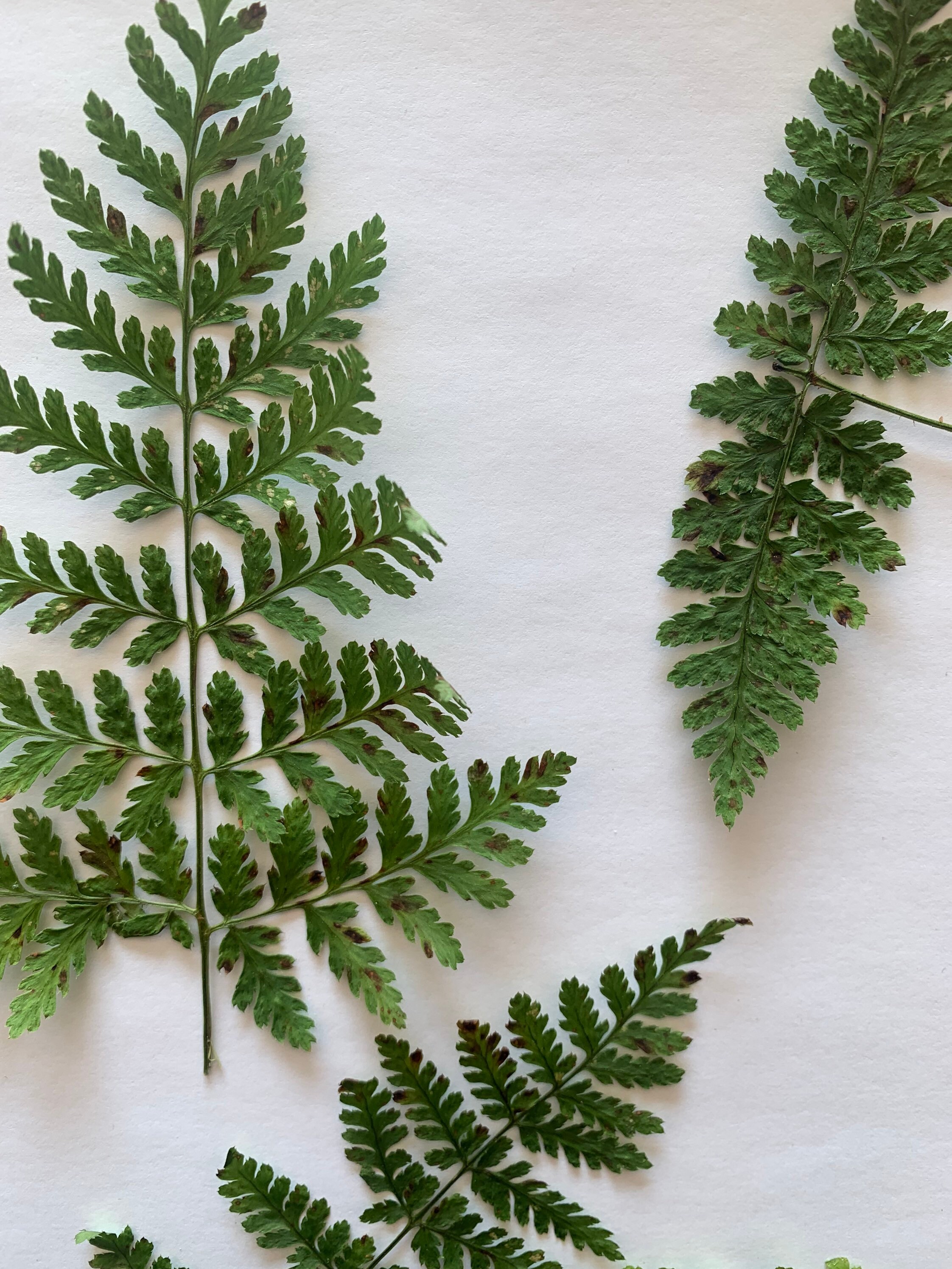 Fougères - Feuilles Séchées