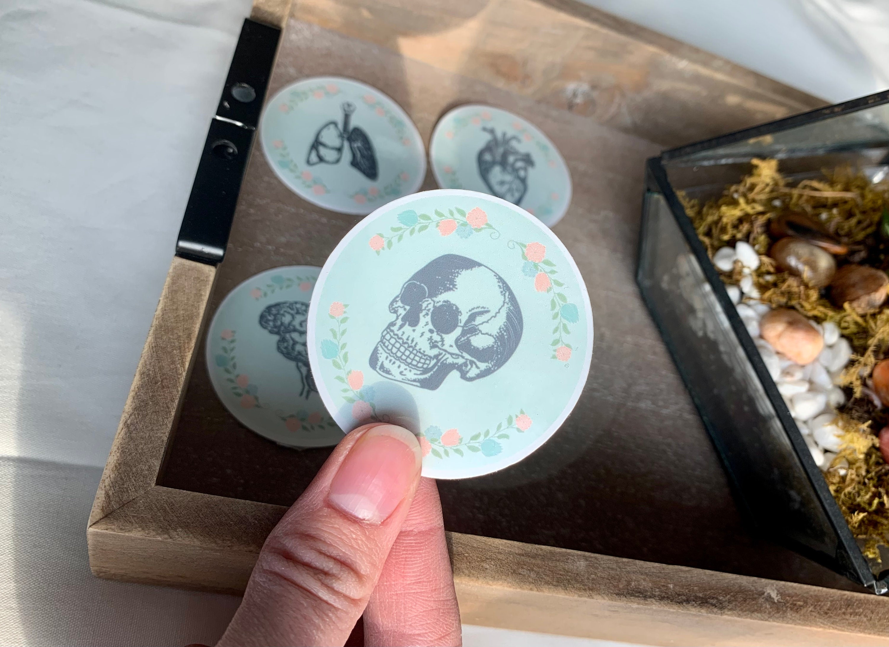 Anatomical Sketch Vinyl Anatomy Sticker Etsy