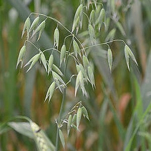 May include: Close-up of green oat stalks with seed heads. The oat stalks are in focus, while the background is blurred.