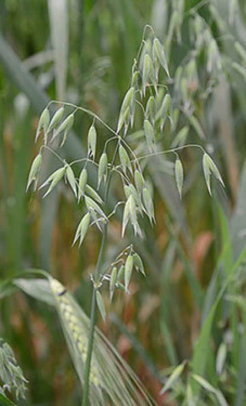 May include: Close-up of green oat stalks with seed heads. The oat stalks are in focus, while the background is blurred.