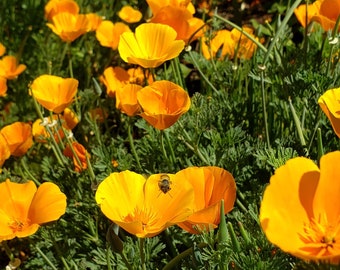 golden california poppy seeds ~ eschscholzia californica  ~ seed packet ~ over 1 gram