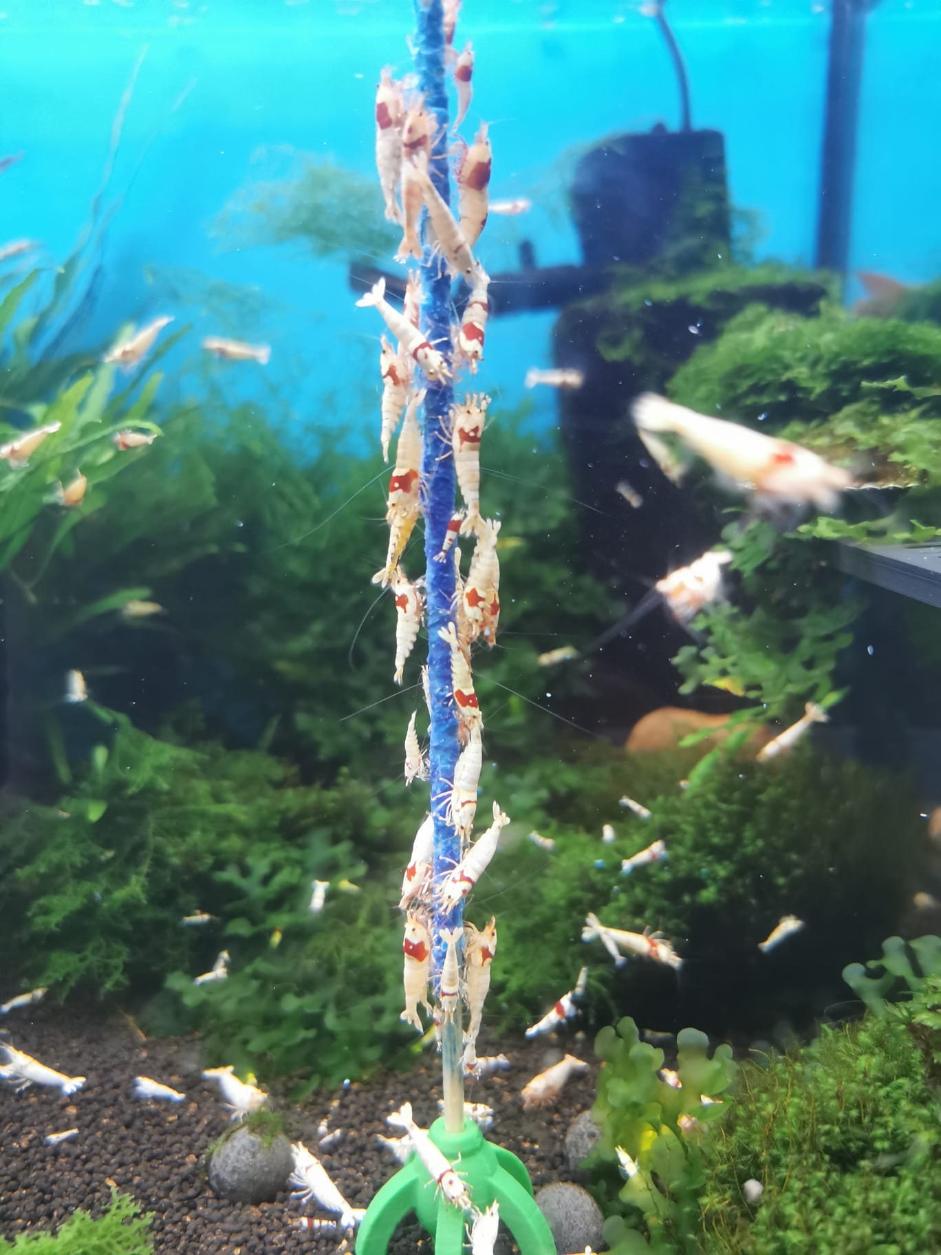SuperFish Shrimp Sticks Groen 10 stuks