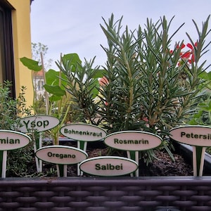 Op de afbeelding: Een close-up van een plantenbak gevuld met verschillende kruiden, waaronder rozemarijn, tijm, oregano en ysop. Elke plant heeft een klein, wit label met de naam in groene letters.