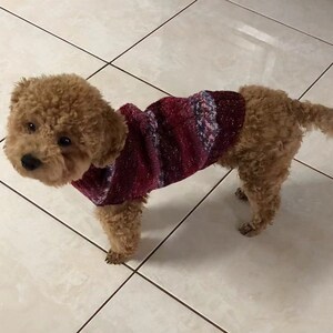 May include: A small, light brown poodle wearing a burgundy and pink sweater with a snowflake pattern.