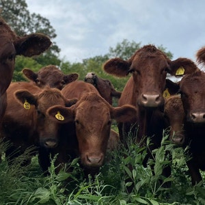 May include: A group of brown cows with yellow ear tags stand in a field of green grass. The cows are looking at the camera.