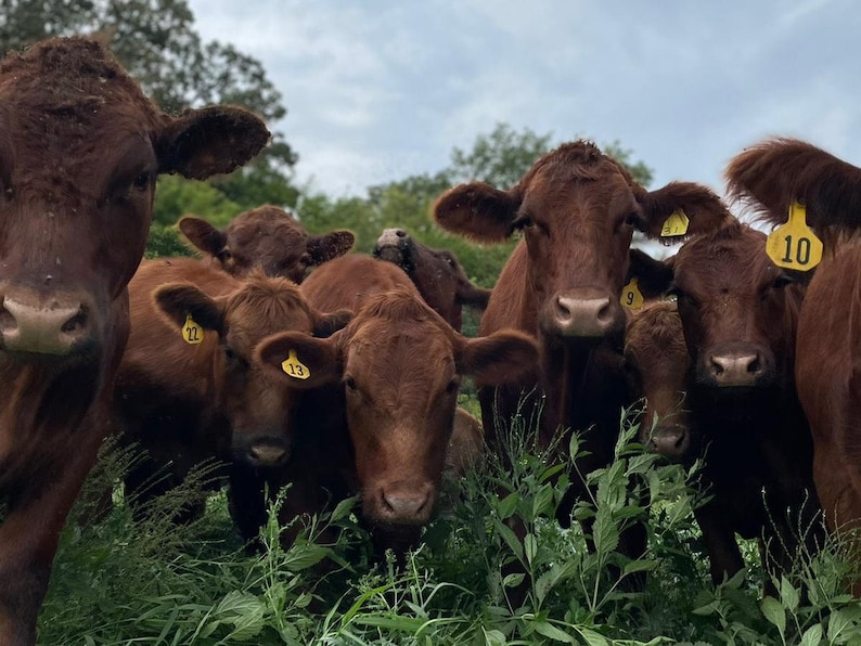 May include: A group of brown cows with yellow ear tags stand in a field of green grass. The cows are looking at the camera.