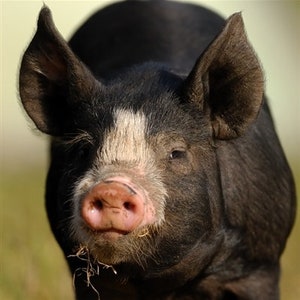 Puede incluir: Primer plano de un lech&oacute;n negro con una mancha blanca en la frente. El lech&oacute;n tiene un hocico rosado y mira directamente a la c&aacute;mara.