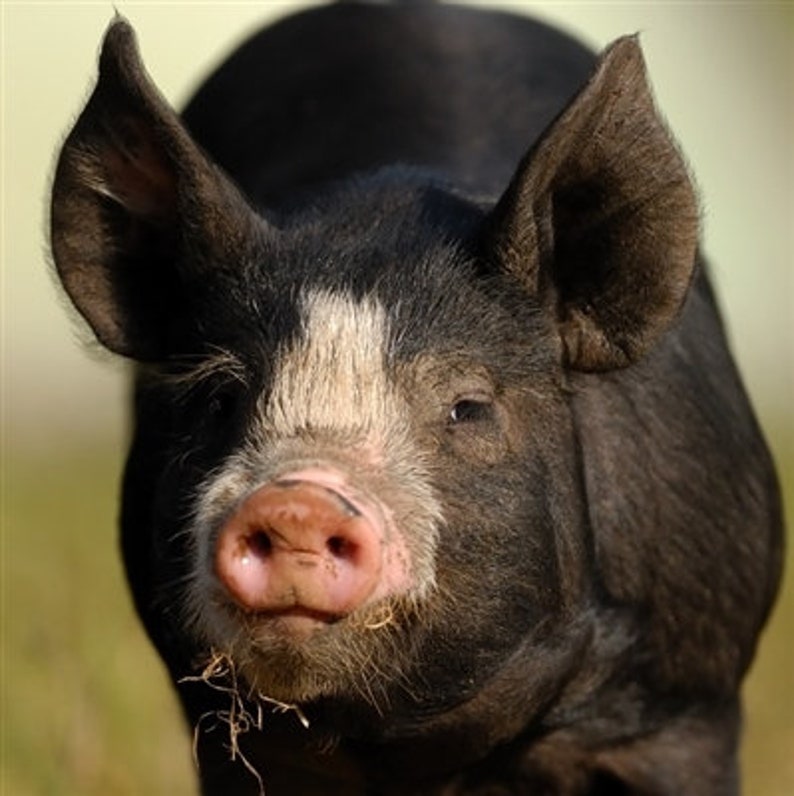 Puede incluir: Primer plano de un lech&oacute;n negro con una mancha blanca en la frente. El lech&oacute;n tiene un hocico rosado y mira directamente a la c&aacute;mara.