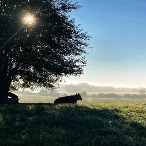 May include: A silhouette of a cow lying in a field of green grass with a large tree in the foreground. The sun is shining brightly in the sky, creating a lens flare effect.
