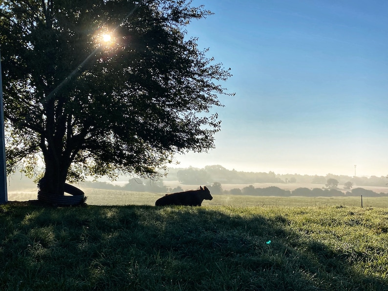 May include: A silhouette of a cow lying in a field of green grass with a large tree in the foreground. The sun is shining brightly in the sky, creating a lens flare effect.
