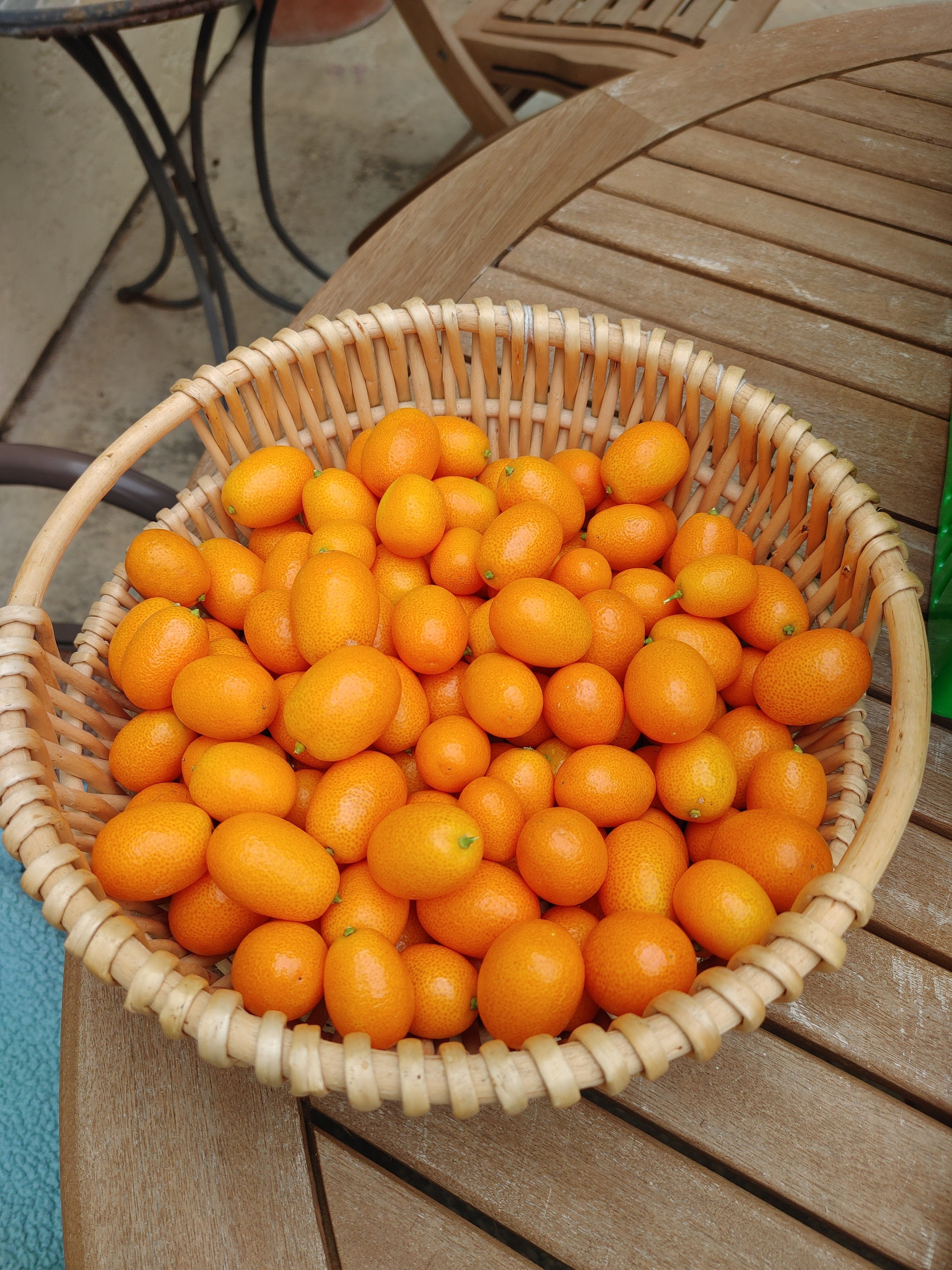 3 Lbs. Fresh Kumquats Grown in Sunny Fallbrook, CA Pesticide Free