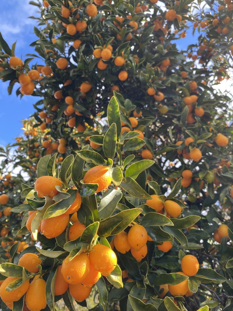 3 Lbs. Fresh Kumquats Grown in Sunny Fallbrook, CA Pesticide Free