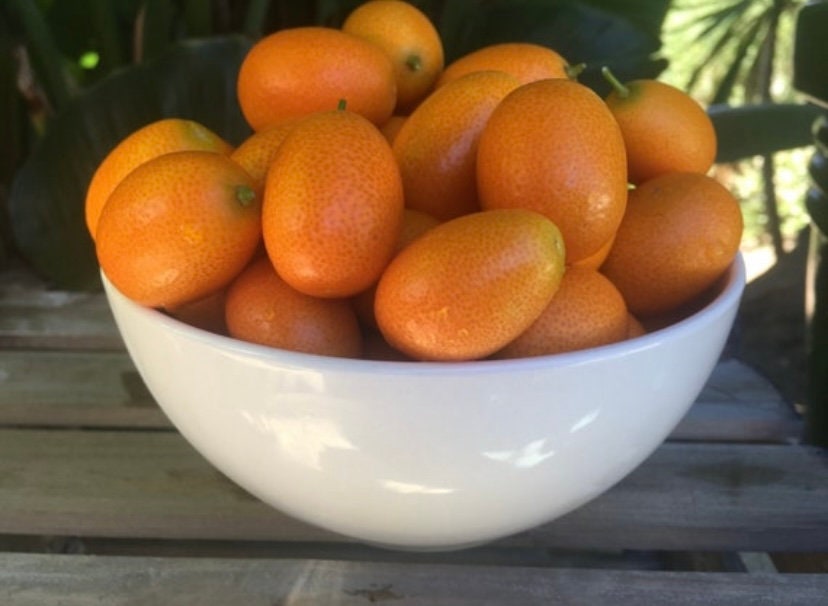 3 Lbs. Fresh Kumquats Grown in Sunny Fallbrook, CA Pesticide Free