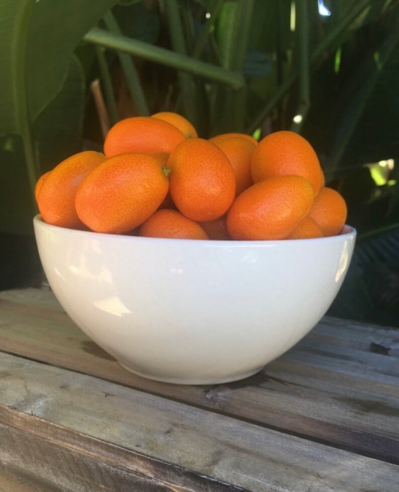 3 Lbs. Fresh Kumquats Grown in Sunny Fallbrook, CA Pesticide Free