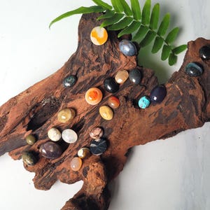 Könnte beinhalten: Eine Sammlung polierter Edelsteine in verschiedenen Formen und Farben, darunter Orange, Blau und Braun, ist auf einem Stück Treibholz angeordnet. Ein grünes Farnblatt setzt einen natürlichen Akzent. Die Edelsteine variieren in Größe und Textur.