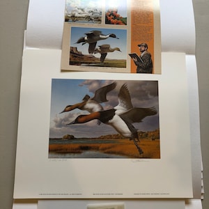 以下が含まれることがあります： 湿地の上を飛ぶ2羽のアメリカオオホシハジロを描いた絵画の限定版プリント。プリントのタイトルは「Ruddy Ducks」で、アーティストのロバート・バトマンのサイン入り。プリントの番号は2,153/10,000です。