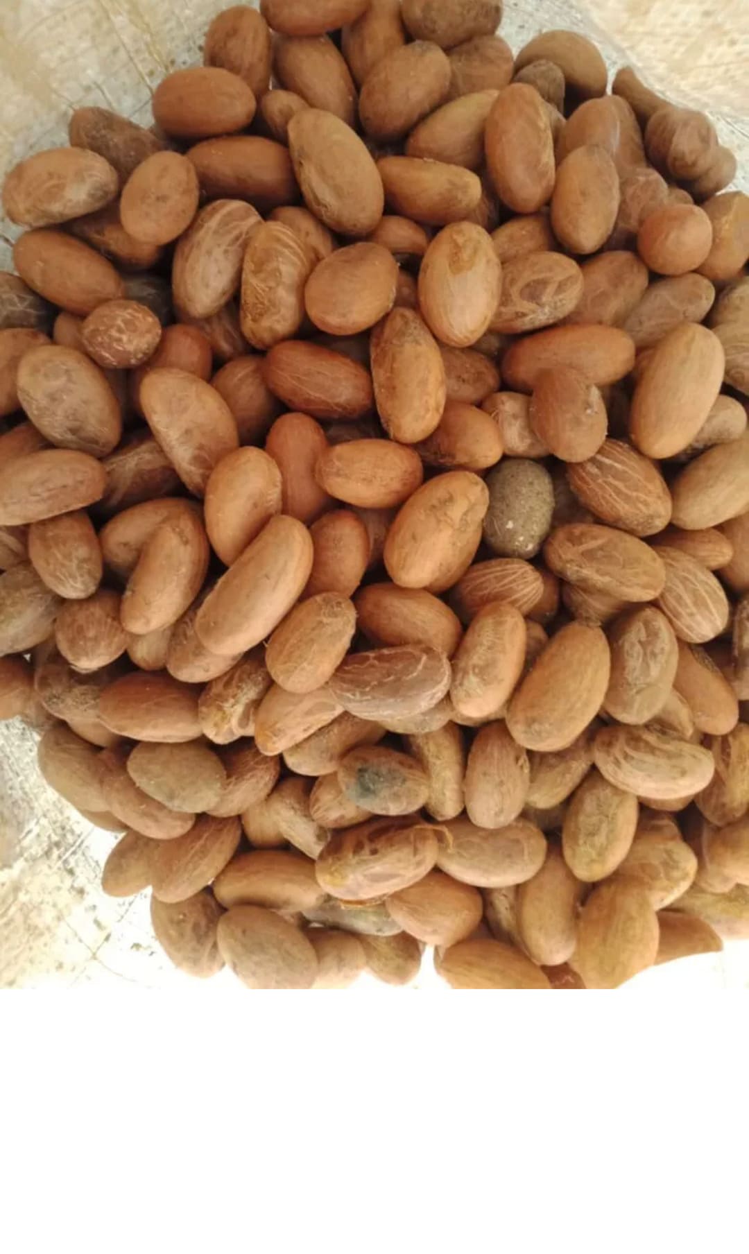 Noix De Petit Cola (Garcinia Kola) Très Fraîche - 40 Pièces - Produit Naturel Du Cameroun - Exp. 2027