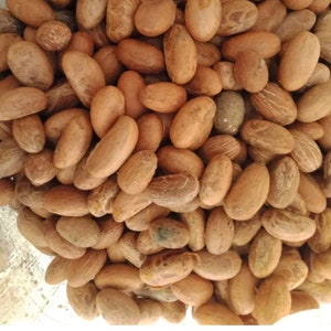 Fresh Organic Bitter Kola (Garcinia Kola from west Africa) 10 standard size pieces