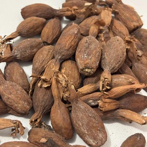 Peut inclure: Une collection de gousses de graines bulbeuses, brunes et séchées, dotées de tiges allongées et effilées. Chaque gousse présente une surface fibreuse et texturée à l'aspect ligneux. Les gousses sont regroupées, montrant divers angles et tailles.