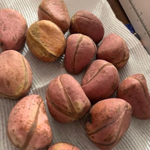 Kola nut, Obi, Cola nitida, Kolanut, 3 to 5 lobe kola nut Cola nut.