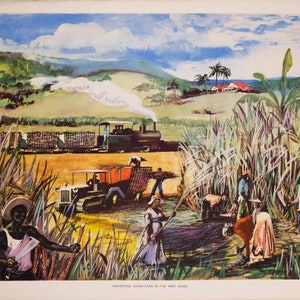 May include: A vintage illustration depicting the harvesting of sugar cane in the West Indies. The scene shows a steam train carrying bundles of sugar cane, a truck, and workers cutting and loading the cane. The background features lush green hills, palm trees, and a white house with a red roof.