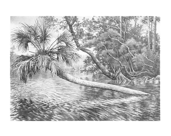 Wakula River Palm