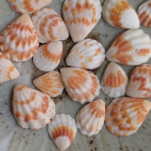 Set of 20 very small seashells, shells for crafts, clam