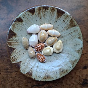 Puede incluir: Una colección de pequeñas conchas marinas lisas en varios tonos de blanco, crema y marrón con patrones de puntos, que descansan dentro de un plato de cerámica redondo y poco profundo con un esmalte claro moteado y bordes marrones.