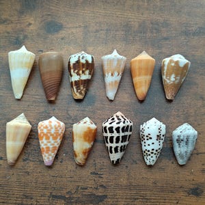 May include: A collection of twelve cone shells arranged in two rows. The shells display various patterns and colors, including solid tan, brown, white, orange, and black spotted designs, each featuring a distinct conical shape and pointed apex.