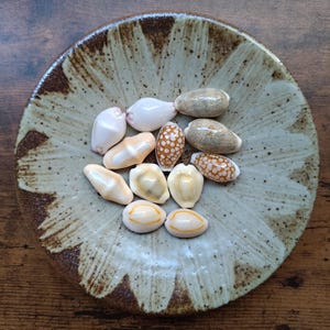 Puede incluir: Una colección de diez pequeñas conchas marinas lisas de diversas formas y colores, incluyendo blanco, melocotón y patrones de manchas marrones, dispuestas en un plato de cerámica redondo y poco profundo con un diseño de esmalte beige y marrón.