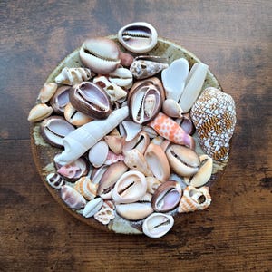 Puede incluir: Una colección de varias conchas marinas en un cuenco de cerámica redondo y moteado. Las conchas incluyen cauríes, conos y variedades en espiral en tonos blancos, marrones, beige y naranjas. El cuenco tiene un acabado de esmalte beige y marrón.