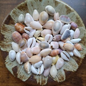 Set of 70 small seashells, shells for crafts, cowry, cowrie