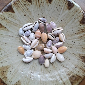 Puede incluir: Una colección de pequeñas y suaves conchas de cauri en varios tonos de blanco, crema, bronceado, marrón y morado, agrupadas en el centro de un cuenco de cerámica redondo y moteado con una base beige claro y acentos en forma de pétalos marrones.