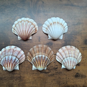 Può includere: Cinque conchiglie di capasanta disposte in gruppo, ognuna caratterizzata da un design a ventaglio con distinte creste radiali. Le conchiglie mostrano una varietà di colorazioni naturali, che vanno dal bianco crema alle tonalità beige, marrone chiaro e marrone rossastro.