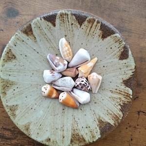 May include: A collection of small, cone-shaped seashells in various shades of white, tan, and brown with spotted patterns, resting in the center of a round, shallow ceramic dish featuring a cream-colored center and a dark brown rim.
