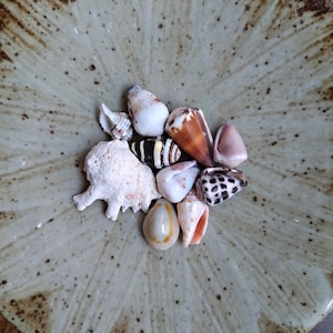 Puede incluir: Una colección de varias conchas marinas pequeñas y un trozo de coral blanco descansando en el centro de un cuenco de cerámica redondo, moteado y de color claro con un borde marrón oscuro y un patrón texturizado radiante.