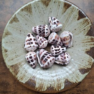May include: A collection of nine cone-shaped seashells with a white base and dark brown, rectangular, grid-like markings. The shells are clustered together in the centre of a round, shallow, light green ceramic dish with brown speckled edges.