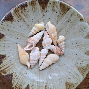Può includere: Una collezione di piccole conchiglie a spirale nelle tonalità crema, marrone chiaro e beige, adagiate all'interno di una ciotola in ceramica rotonda e poco profonda. La ciotola presenta uno smalto beige chiaro maculato con motivi a petalo.
