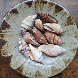 Può includere: Una collezione di varie piccole conchiglie in tonalità marrone, beige e bianco, adagiate all'interno di un piatto rotondo in ceramica. Il piatto presenta una smaltatura beige chiaro maculata con motivi a foglia marrone scuro che si irradiano.