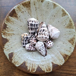Peut inclure: Une collection de sept coquillages coniques aux motifs tachetés marron et blanc reposant au centre d'un bol en céramique rond et peu profond, présentant un motif en rayons de soleil beige et marron avec une texture mouchetée sur la surface.