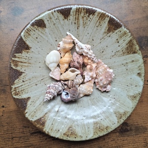 Può includere: Una ciotola rotonda in ceramica con un centro color crema e bordi a forma di petalo maculati marrone scuro, contenente un gruppo di varie piccole conchiglie testurizzate nelle tonalità del bianco, beige e marrone chiaro.