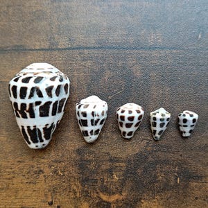May include: Five cone shells arranged in a row from largest to smallest. Each shell is white with a distinct pattern of dark brown, rectangular markings. The shells have a tapered, conical shape with a flat top and a pointed base.