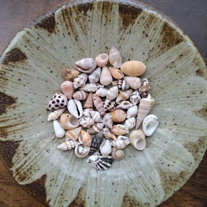 May include: A collection of small, varied seashells in shades of white, tan, brown, and grey, resting in a shallow, round ceramic bowl. The bowl features a light beige glaze with dark brown, speckled, petal-like patterns radiating from the center.